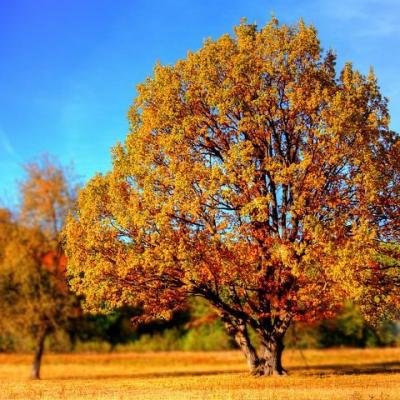 Tree 99852 480